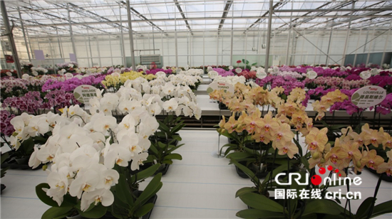 （生物多样性系列稿件）云南嵩明：小种苗 大舞台_fororder_昆明安祖花园艺有限公司展示室