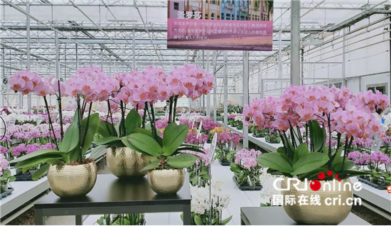 （生物多样性系列稿件）云南嵩明：小种苗 大舞台_fororder_展示区内的圣罗莎蝴蝶兰
