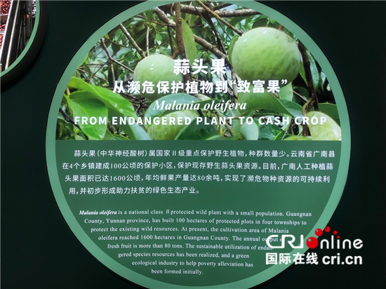 腊肠树、蒜头果、五色米……探访云南生物多样性保护实践与成果展_fororder_△国家Ⅱ级重点保护野生植物蒜头果