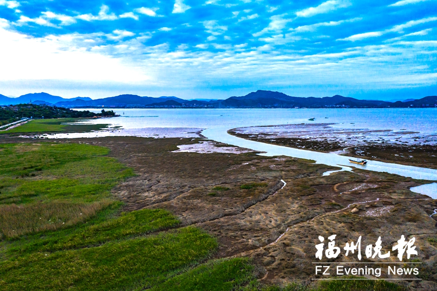 闽江河口湿地现黑脸琵鹭“长住客”