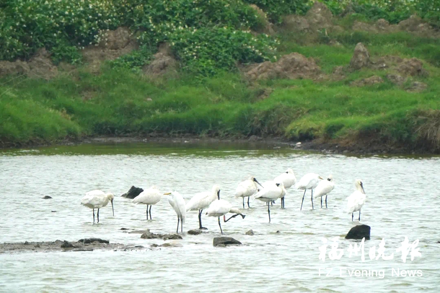 闽江河口湿地现黑脸琵鹭“长住客”