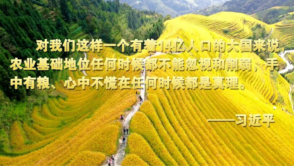 微视频 | 金色粮仓
