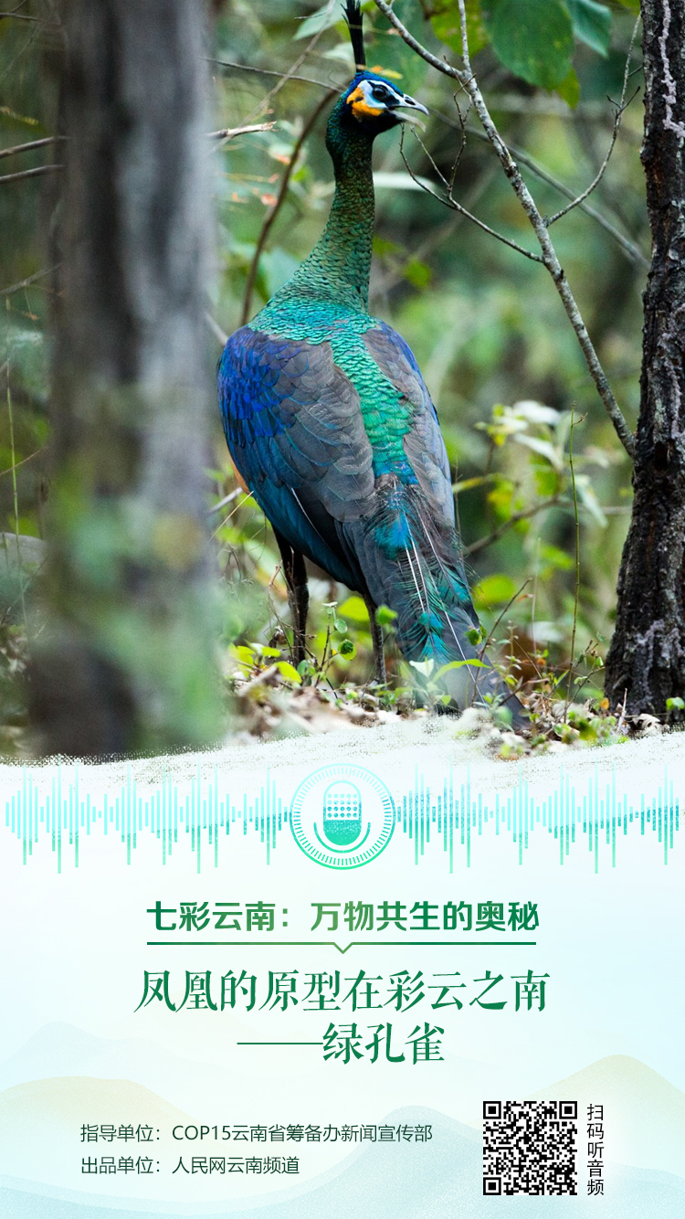凤凰的原型在彩云之南——绿孔雀