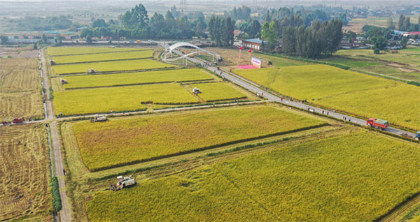 德阳市旌阳区：10万亩米线水稻喜获丰收_fororder_QQ截图20211003143932