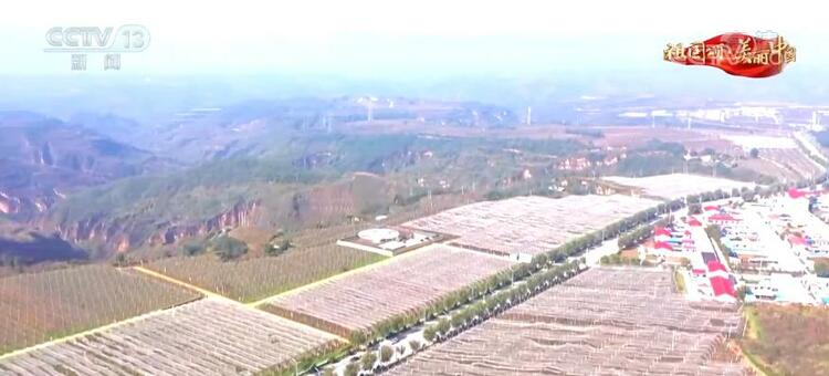 【祖国颂·美丽中国】陕西洛川：粉嫩苹果挂枝头 果农增收有盼头