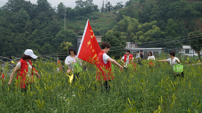第二届“黄花丰收节”在安康岚皋开幕