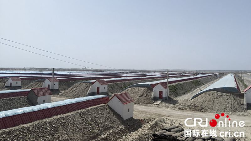 向戈壁滩要土地 馕饼撑起新希望 南疆特色产业发展初见成效_fororder_yl202110080012