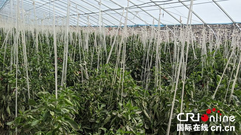 向戈壁滩要土地 馕饼撑起新希望 南疆特色产业发展初见成效_fororder_yl202110080013