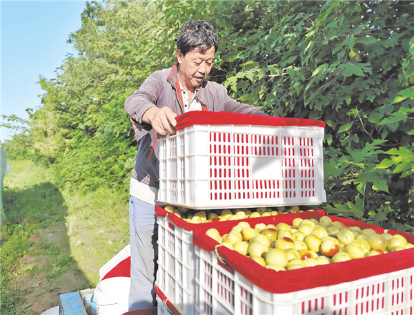 陕西渭南：冬枣，让村民致富的成色更足_fororder_图片1_副本