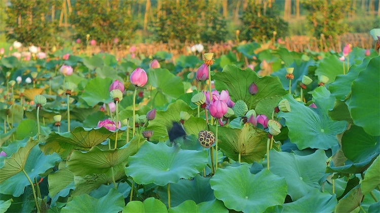 守护爱情的池杉湖