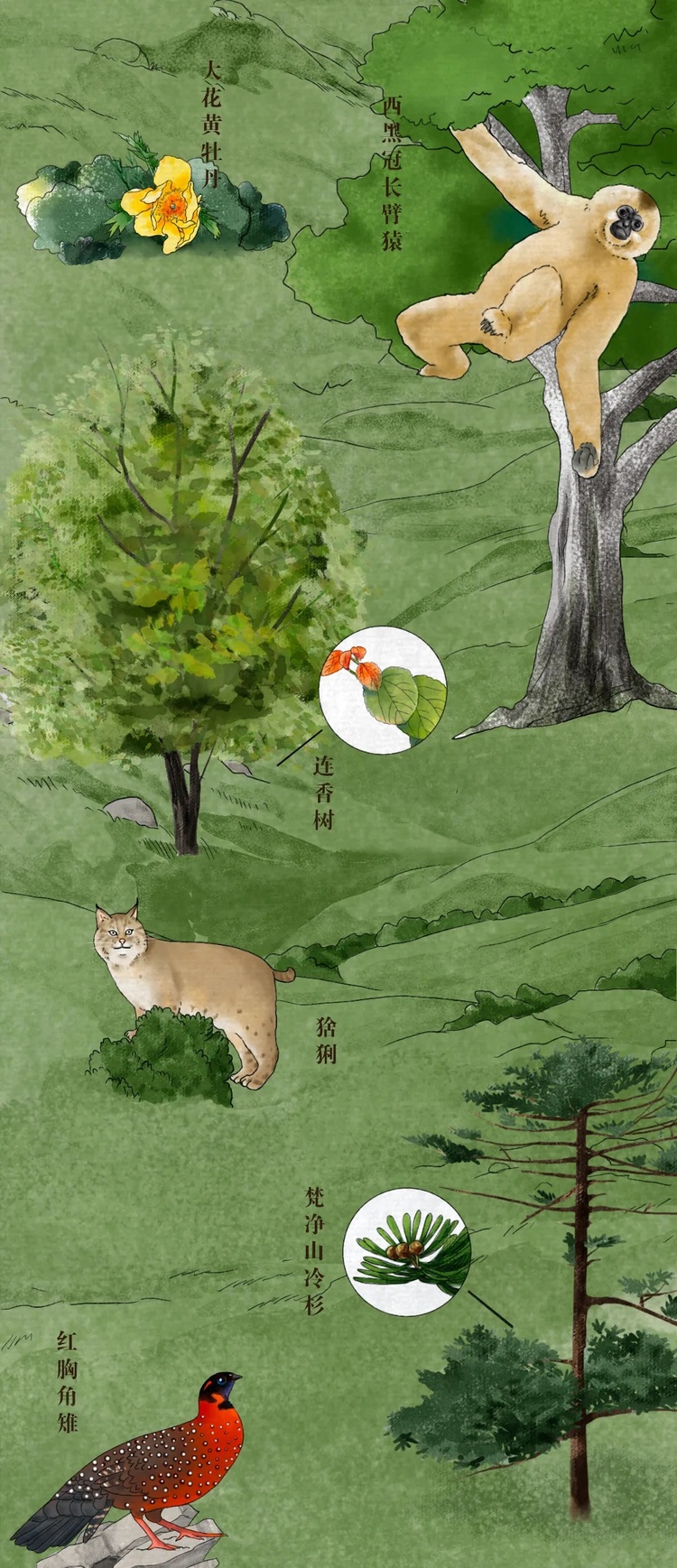 我们的共同家园丨中国珍稀动植物图鉴