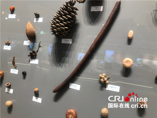腊肠树、蒜头果、五色米……探访云南生物多样性保护实践与成果展_fororder_△腊肠树、华山松、旱冬瓜……这些大大小小的种子都来源于云南。