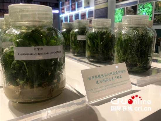 腊肠树、蒜头果、五色米……探访云南生物多样性保护实践与成果展_fororder_△云南被誉为“百药之乡”，图为利用组培技术对传统药用植物进行现代化生产开发。