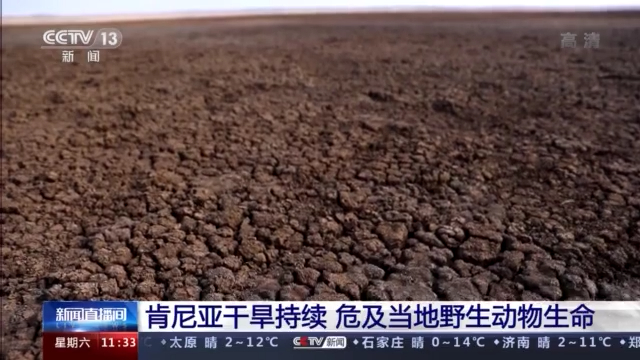 肯尼亚干旱持续 当地野生动物生命受到威胁