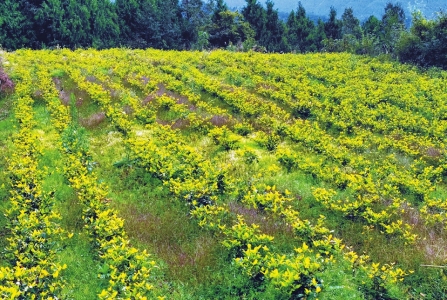 （中首）立足山水做文章“康养巴州”擦亮生态底色