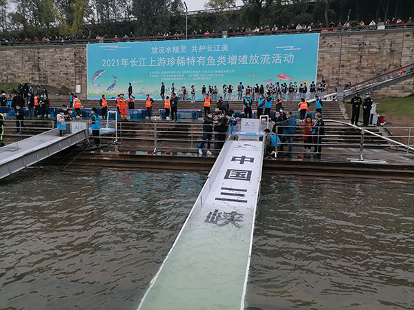 宜宾市开展2021年长江上游珍稀特有鱼类增殖放流活动_fororder_放流现场-摄影-秦莉萍1