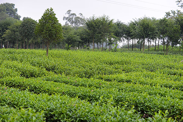 自贡荣县：穹隆秘境育“春兰” 做强做优真扶农_fororder_1茶叶基地