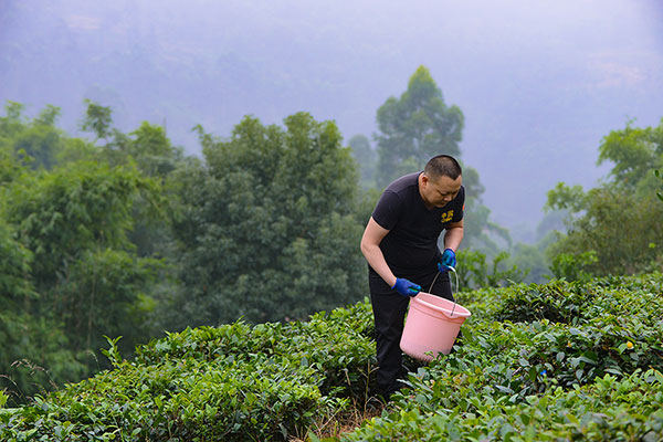 自贡荣县：穹隆秘境育“春兰” 做强做优真扶农_fororder_2茶农管理茶园