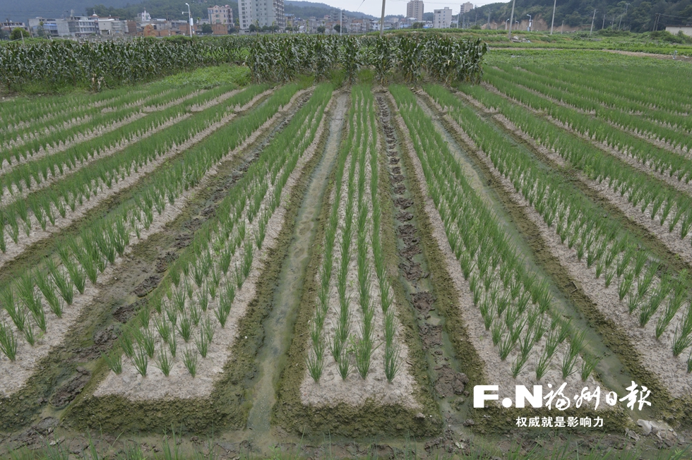 【福建时间主推】【福州】【移动版】【Chinanews带图】福州市全方位多领域促进土地资源节约集约利用