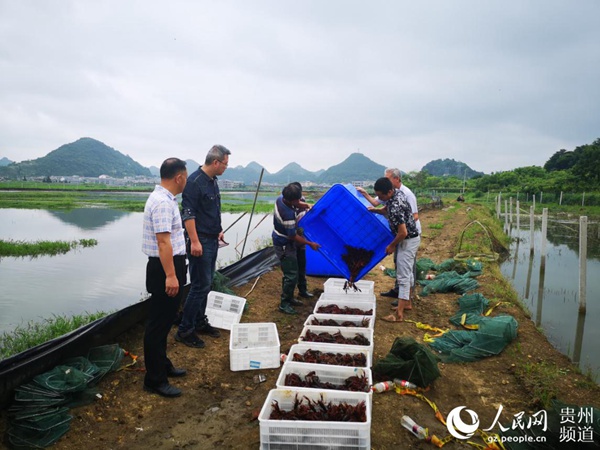 （市州）安顺经开区：小龙虾爬上市民餐桌