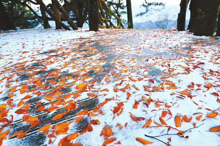 （中首）初冬四川：半山红叶半山雪
