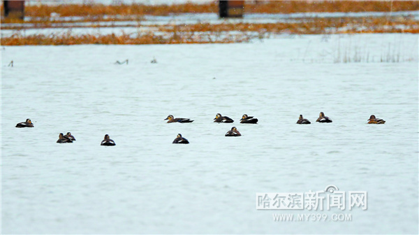 大群野鸭扎堆太阳岛 专家：南迁途中暂时休憩