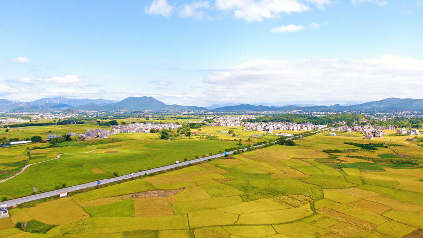 广西钟山：稻花香里说丰年