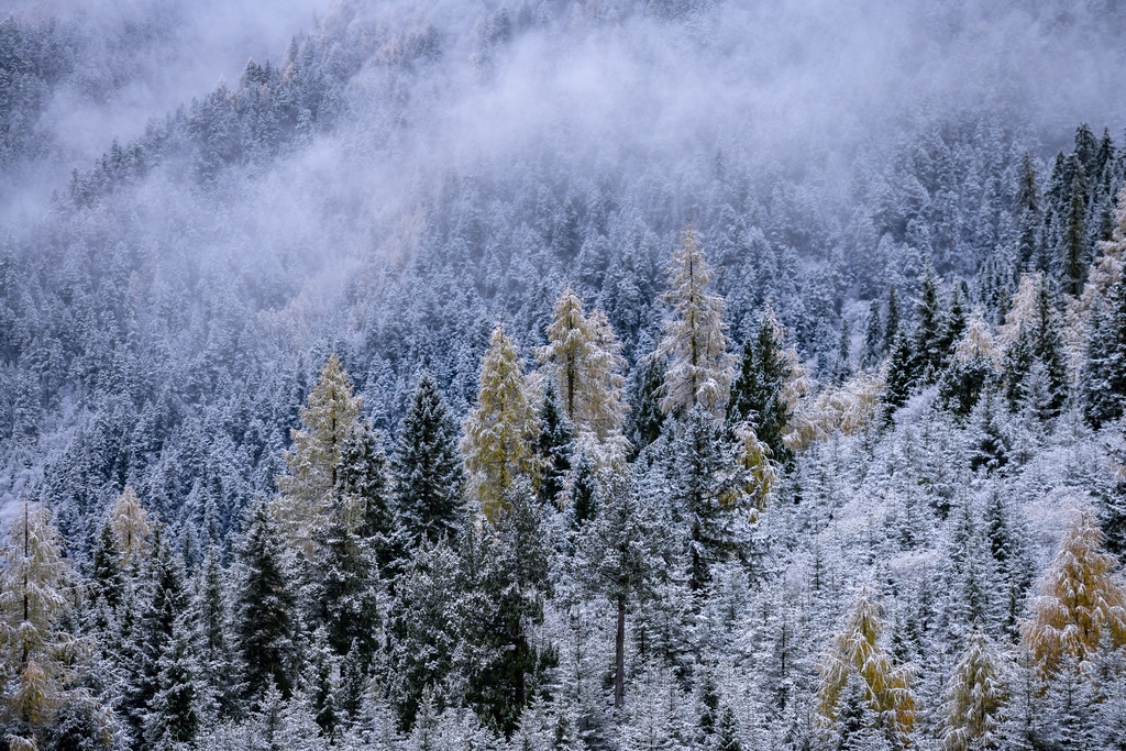 （中首）云游四川，半山彩林半山雪丨四姑娘山，今天换上了“混搭”彩色新衣
