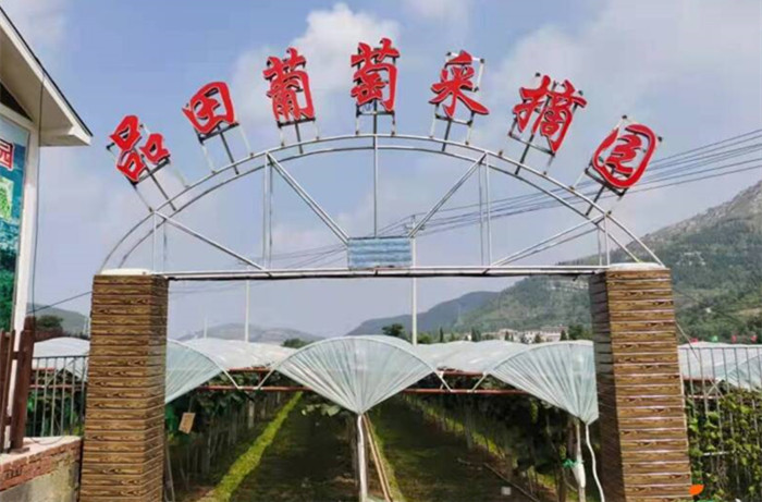 济南市莱芜区牛泉镇吕家楼村：“葡”写乡村振兴新篇章_fororder_微信图片_20211104133625