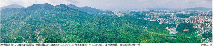 绿水青山生态好，中山小镇飘起菠萝香