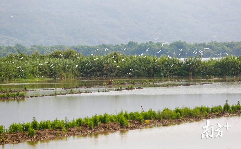 绿水青山生态好，中山小镇飘起菠萝香
