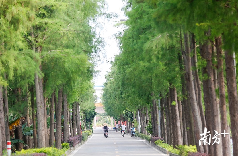 绿水青山生态好，中山小镇飘起菠萝香