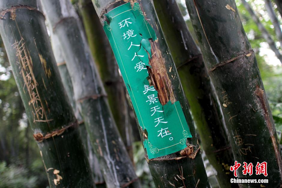 成都最大竹主题公园多处景观竹遭刻字