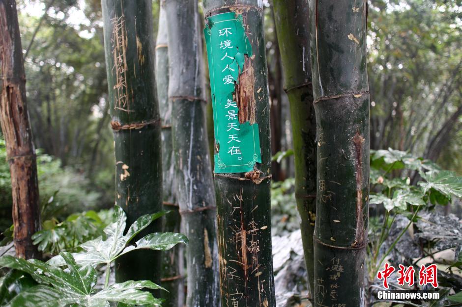成都最大竹主题公园多处景观竹遭刻字