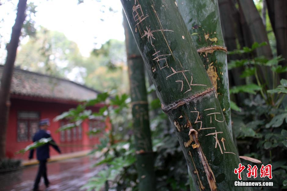 成都最大竹主题公园多处景观竹遭刻字