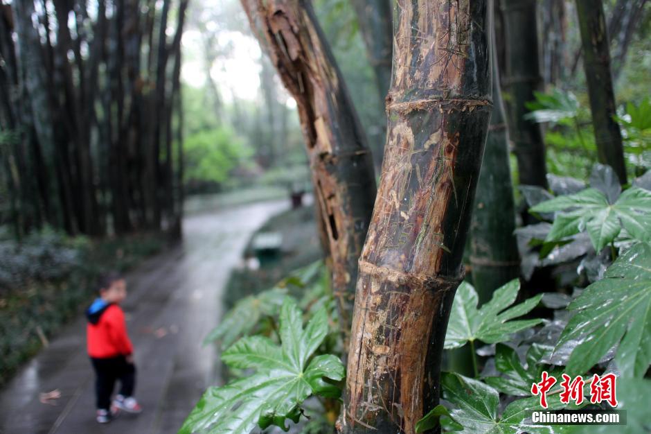 成都最大竹主题公园多处景观竹遭刻字