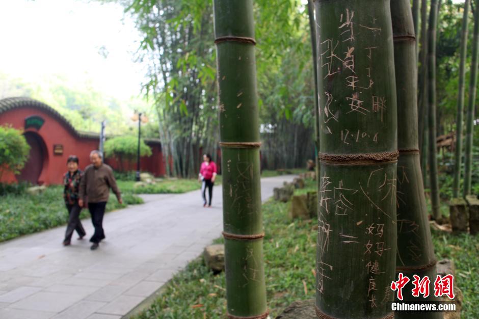 成都最大竹主题公园多处景观竹遭刻字