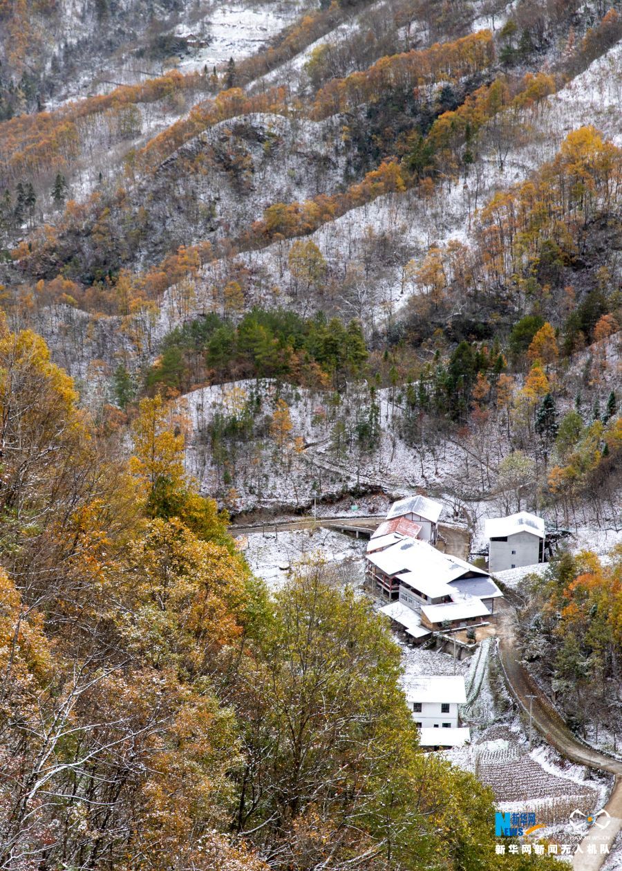 【城市远洋】重庆城口邂逅大雪 漫山彩林“白了头”