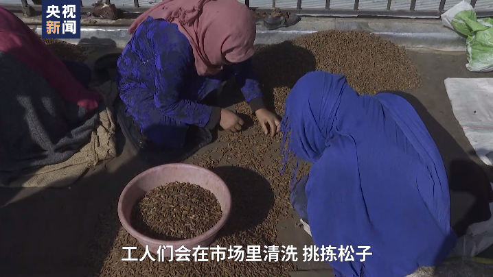 总台喀布尔观察丨小小的松子是阿富汗家庭重要的收入来源