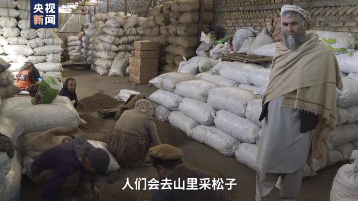 总台喀布尔观察丨小小的松子是阿富汗家庭重要的收入来源