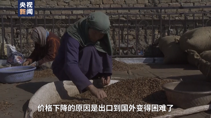 总台喀布尔观察丨小小的松子是阿富汗家庭重要的收入来源