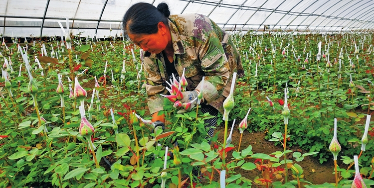 “脱贫玫瑰”花正艳——白城市洮北区平台镇大岭村见闻