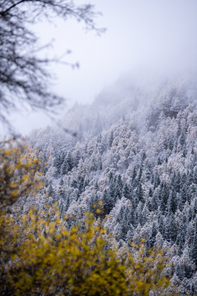 （中首）云游四川，半山彩林半山雪丨四姑娘山，今天换上了“混搭”彩色新衣