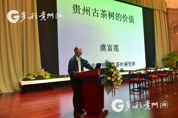 （市州）中国权威古茶树研究专家虞富莲：贵州是世界茶树原产地中心