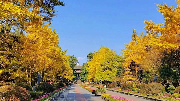 （内附相关链接）“天府十大古银杏”发布 都江堰三株入选 树龄最久1900余年_fororder_都江堰景区张松银杏--摄影-水灵妹
