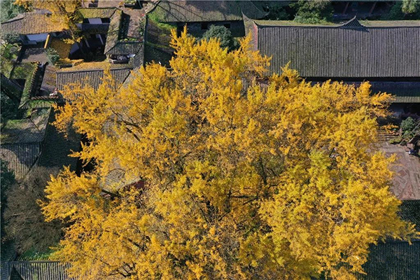 （内附相关链接）“天府十大古银杏”发布 都江堰三株入选 树龄最久1900余年_fororder_青城山天师银杏--摄影-何勃