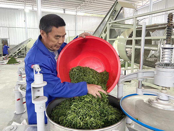 宜宾市翠屏区：名优特产“触网”受欢迎_fororder_茶叶加工
