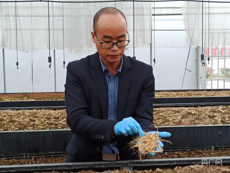 乡村振兴看福建|城郊乡：“一根参”的成长与使命