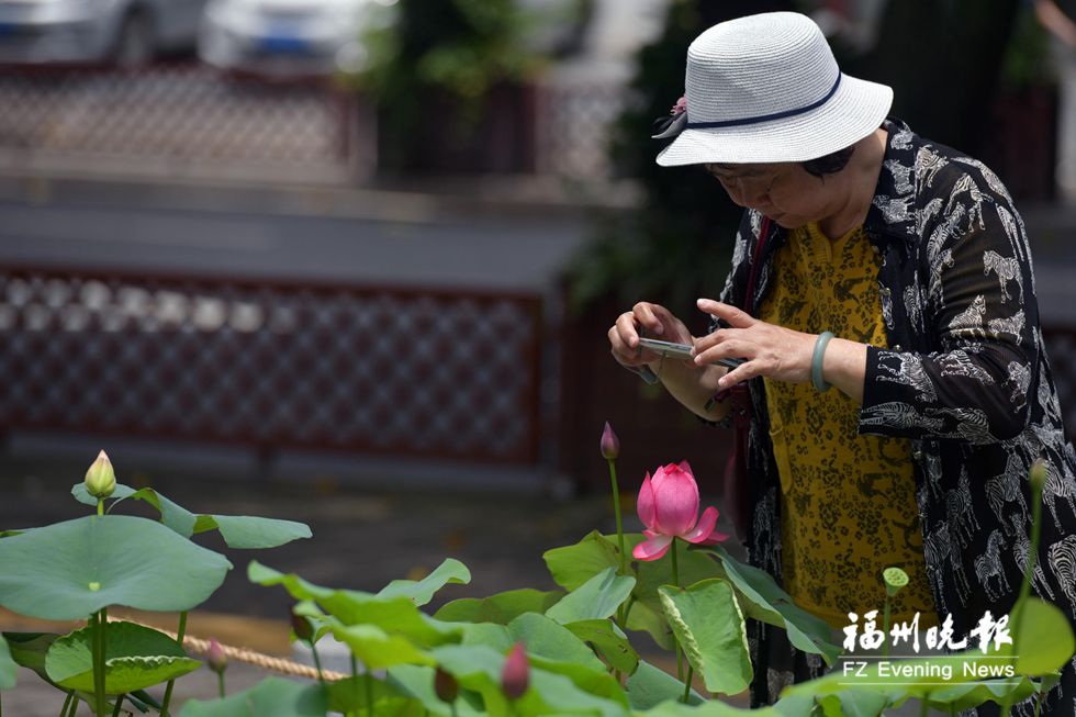 福州市区赏荷，就去这些地方！