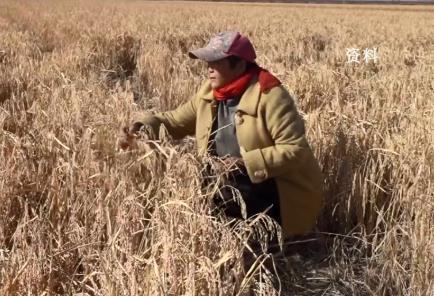 品牌效应引领产业升级 “好米工程”擦亮肇源大米金字招牌_fororder_微信图片_20211130095759